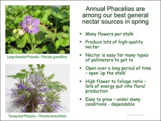 Annual Phacelias are
                                                  among our best general
                                                  nectar sources in spring
                                                  Many flowers per stalk
                                                  Produce lots of high-quality
                                                   nectar

Large-flowered Phacelia - Phacelia grandiflora    Nectar is easy for many types
                                                   of pollinators to get to
                                                  Open over a long period of time
                                                   – open ‘up the stalk’
                                                  High flower to foliage ratio –
                                                   lots of energy put into floral
                                                   production
                                                  Easy to grow – under many
                                                   conditions - dependable

 Tansey-leaf Phacelia – Phacelia tanecetifolia                         © Project SOUND
 