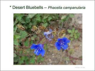 * Desert Bluebells – Phacelia campanularia




                                    © Project SOUND
 