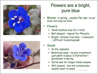 Flowers are a bright,
                                                              pure blue
                                                    Blooms: in spring - usually Feb-Apr. in our
                                                      area, but may be later

                                                    Flowers:
                                                        Small-medium size (to 1 inch)
                                                        Bell-shaped – typical for Phacelia
 http://www.hortmag.com/article/desertbluebells/
                                                        Bright, intense true blue – iridescent
                                                         – difficult to photograph

                                                    Seeds:
                                                        In dry capsules
                                                        Relatively easy – no pre-treatment;
                                                         just plant in place in fall/winter –
                                                         germinate in spring
                                                        Serial sow for longer bloom season
                                                        Will reseed – but not extensively –
http://www.delange.org/BlueBells/BlueBells.htm
                                                         usually must re-seed
                                                                                © Project SOUND
 