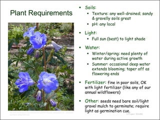 Soils:
Plant Requirements                                                                                   Texture: any well-drained; sandy
                                                                                                      & gravelly soils great
                                                                                                     pH: any local

                                                                                                 Light:
                                                                                                     Full sun (best) to light shade

                                                                                                 Water:
                                                                                                     Winter/spring: need plenty of
                                                                                                      water during active growth
                                                                                                     Summer: occasional deep water
                                                                                                      extends blooming; taper off as
                                                                                                      flowering ends

                                                                                                 Fertilizer: fine in poor soils, OK
                                                                                                   with light fertilizer (like any of our
                                                                                                   annual wildflowers)

                                                                                                 Other: seeds need bare soil/light
                                                                                                   gravel mulch to germinate; require
http://www.theodorepayne.org/mediawiki/index.php?title=Phacelia_campanularia_var._campanulari
                                                                                                   light as germination cue.
a&printable=yes&printable=yes                                                                                             © Project SOUND
 
