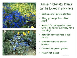 Annual ‘Pollenator Plants’
                                                                             can be tucked in anywhere
                                                                             Spilling out of pots & planters

                                                                             Along garden paths – often
                                                                              short

                                                                             Massed for spring color – pair
http://back40feet.blogspot.com/2008/06/friday-night-botanical-garden.html
                                                                              with Tidy-tips or CA Poppy for a
                                                                              real zing!

                                                                             Between native shrubs & sub-
                                                                              shrubs

                                                                             Mixed with native desert
                                                                              grasses

                                                                             In a rock or gravel garden

                                                                             Fine in hot places
                                                                                                   © Project SOUND
 