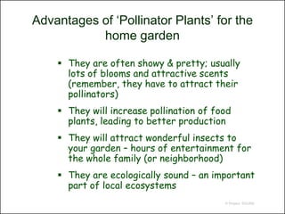 Advantages of ‘Pollinator Plants’ for the
           home garden

     They are often showy & pretty; usually
      lots of blooms and attractive scents
      (remember, they have to attract their
      pollinators)
     They will increase pollination of food
      plants, leading to better production
     They will attract wonderful insects to
      your garden – hours of entertainment for
      the whole family (or neighborhood)
     They are ecologically sound – an important
      part of local ecosystems
                                          © Project SOUND
 