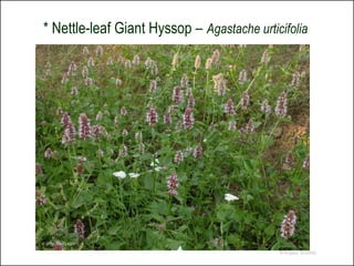 * Nettle-leaf Giant Hyssop – Agastache urticifolia




© 2004, Ben Legler

                                            © Project SOUND
 