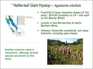 * Nettle-leaf Giant Hyssop – Agastache urticifolia
                                                                         Foothills & lower mountain slopes of the
                                                                          west – British Columbia to CA – and east
                                                                          to CO (Rocky Mtns)
                                                                         Locally in San Bernardino & Santa
                                                                          Barbara Mtns.
                                                                         Common. Generally woodlands, but many
                                                                          habitats, including open slopes


http://ucjeps.berkeley.edu/cgi-bin/get_JM_treatment.pl?4745,4753,4755




 Another common name is
 ‘Horsemint’, although several
 species are known by this
 name

                                                                                                                                          © Project SOUND
                                                                               http://lh4.ggpht.com/_6r6fAoZCPVw/R8gH16PwAnI/AAAAAAAAAKk/AkQPvdqlLzE/HPIM2277.JPG
 