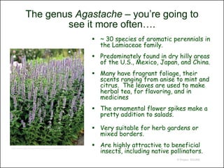 The genus Agastache – you’re going to
                   see it more often….
                                                   ~ 30 species of aromatic perennials in
                                                    the Lamiaceae family.
                                                   Predominately found in dry hilly areas
                                                    of the U.S., Mexico, Japan, and China.
                                                   Many have fragrant foliage, their
                                                    scents ranging from anise to mint and
                                                    citrus. The leaves are used to make
                                                    herbal tea, for flavoring, and in
                                                    medicines
                                                   The ornamental flower spikes make a
                                                    pretty addition to salads.

                                                   Very suitable for herb gardens or
                                                    mixed borders.
                                                   Are highly attractive to beneficial
                                                    insects, including native pollinators.
http://www.glenleagreenhouses.com/agastache.JPG



                                                                                © Project SOUND
 