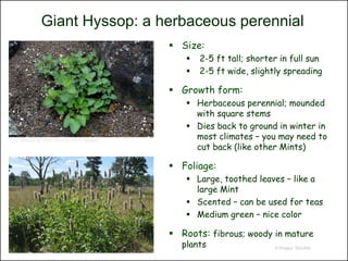 Giant Hyssop: a herbaceous perennial
                                             Size:
                                                  2-5 ft tall; shorter in full sun
                                                  2-5 ft wide, slightly spreading

                                             Growth form:
                                                Herbaceous perennial; mounded
                                                 with square stems
                                                Dies back to ground in winter in
J.S. Peterson @ USDA-NRCS PLANTS Database
                                                 most climates – you may need to
                                                 cut back (like other Mints)

                                             Foliage:
                                                Large, toothed leaves – like a
                                                 large Mint
                                                Scented – can be used for teas
                                                Medium green – nice color

                                             Roots: fibrous; woody in mature
                                              plants                  © Project SOUND
 