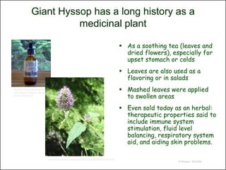 Giant Hyssop has a long history as a
                            medicinal plant

                                                                                                     As a soothing tea (leaves and
                                                                                                      dried flowers), especially for
                                                                                                      upset stomach or colds
                                                                                                     Leaves are also used as a
                                                                                                      flavoring or in salads
http://www.darcyfromtheforest.com/se
rvlet/Categories?category=Herbal+Pr
                                                                                                     Mashed leaves were applied
oducts%3AHydrosols
                                                                                                      to swollen areas
                                                                                                     Even sold today as an herbal:
                                                                                                      therapeutic properties said to
                                                                                                      include immune system
                                                                                                      stimulation, fluid level
                                                                                                      balancing, respiratory system
                                                                                                      aid, and aiding skin problems.

                                   http://www.calflora.net/recentfieldtrips/easternsierras09.html
                                                                                                                        © Project SOUND
 