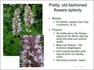 Pretty, old-fashioned
                       flowers aplenty
                      Blooms:
                         In summer, usually June-July
                          in western L.A. Co.

                      Flowers:
                         On stalks above the foliage –
                          typical of the Mints; open up
                          along the stem over several
                          weeks
                         Many tiny flowers – like
                          miniature snapdragons
                         Color usually lavender-pink;
                          may be white to a darker
© 2004, Ben Legler
                          violet
                         Delicately scented - sweet

                                          © Project SOUND
 