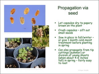 Propagation via
                                                                                    seed

                                                                               Let capsules dry to papery
                                                                                brown on the plant
                                                                               Crush capsules – sift out
http://commons.wikimedia.org/wiki/File:Agastache_urticifolia_seeds.jpg          small seeds
                                                                               Sow in place in fall/winter –
                                                                                or give 1 month cold-moist
                                                                                treatment before planting
                                                                                in spring
                                                                               Can also propagate from tip
                                                                                cuttings (summer) or
                                                                                division of young shoots
                                                                                (when about 4-6 inches
                                                                                tall) in spring – fairly easy
                                                                                to root

   http://nativeplants.wordpress.com/2010/03/24/growing-in-the-green-house/
                                                                                                © Project SOUND
 