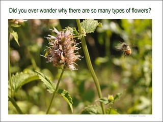 Did you ever wonder why there are so many types of flowers?




                                                 © Project SOUND
 