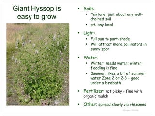 Giant Hyssop is    Soils:
                       Texture: just about any well-
 easy to grow           drained soil
                       pH: any local

                   Light:
                       Full sun to part-shade
                       Will attract more pollinators in
                        sunny spot

                   Water:
                       Winter: needs water; winter
                        flooding is fine
                       Summer: likes a bit of summer
                        water Zone 2 or 2-3 – good
                        under a birdbath

                   Fertilizer: not picky – fine with
                     organic mulch

                   Other: spread slowly via rhizomes
                                          © Project SOUND
 