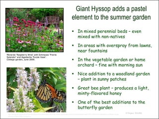 Giant Hyssop adds a pastel
                                                                                         element to the summer garden
                                                                                          In mixed perennial beds – even
                                                                                           mixed with non-natives

                                                                                          In areas with overspray from lawns,
                                                                                           near fountains

                                                                                          In the vegetable garden or home
                                                                                           orchard – fine with morning sun

                                                                                          Nice addition to a woodland garden
                                                                                           – plant in sunny patches

                                                                                          Great bee plant – produces a light,
                                                                                           minty-flavored honey

                                                                                          One of the best additions to the
                                                                                           butterfly garden
                                                                                                                                                              © Project SOUND
http://webcache.googleusercontent.com/search?q=cache:qxNbk1BRhPMJ:forums.gardenweb.com/forums/load/salvia/msg021927179459.html+Agastache+urticifolia+propag
ation&cd=29&hl=en&ct=clnk&gl=us
 