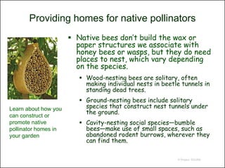Providing homes for native pollinators
                       Native bees don’t build the wax or
                        paper structures we associate with
                        honey bees or wasps, but they do need
                        places to nest, which vary depending
                        on the species.
                          Wood-nesting bees are solitary, often
                           making individual nests in beetle tunnels in
                           standing dead trees.
                          Ground-nesting bees include solitary
Learn about how you        species that construct nest tunnels under
                           the ground.
can construct or
promote native            Cavity-nesting social species—bumble
pollinator homes in        bees—make use of small spaces, such as
your garden                abandoned rodent burrows, wherever they
                           can find them.

                                                           © Project SOUND
 