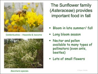 The Sunflower family
                                    (Asteraceae) provides
                                     important food in fall

                                     Bloom in late summer/ fall
Goldenbushes – Hazardia & Isocoma    Long bloom season
                                     Nectar and pollen
                                      available to many types of
                                      pollinators (even ants,
                                      beetles)
                                     Lots of small flowers


                                                      © Project SOUND
    Baccharis species
 