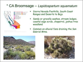 * CA Broomsage – Lepidospartum squamatum
                                                   Sierra Nevada Foothills, South Coast
                                                    Ranges and Deserts to Baja

                                                   Sandy or gravelly washes, stream ledges,
                                                    coastal sage scrub, chaparral, joshua tree
                                                    woodland

                                                   Common on alluvial fans draining the San
                                                    Gabriel Mtns.
http://ucjeps.berkeley.edu/cgi-
bin/get_JM_treatment.pl?Lepidospartum+squamatum




                                                                                  © Project SOUND
 