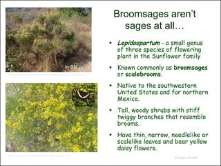 Broomsages aren’t
                                                                                     sages at all…
                                                                                   Lepidospartum - a small genus
                                                                                    of three species of flowering
                                                                                    plant in the Sunflower family
                                                          In SM mtns               Known commonly as broomsages
http://www.researchlearningcenter.com/bloom/species/Lepidospartum_squamatum.htm     or scalebrooms.
                                                                                   Native to the southwestern
                                                                                    United States and far northern
                                                                                    Mexico.
                                                                                   Tall, woody shrubs with stiff
                                                                                    twiggy branches that resemble
                                                                                    brooms.
                                                                                   Have thin, narrow, needlelike or
                                                                                    scalelike leaves and bear yellow
                                                                                    daisy flowers.
http://www.insectnet.com/photos/flora1/fl_scalebroom.htm
                                                                                                        © Project SOUND
 