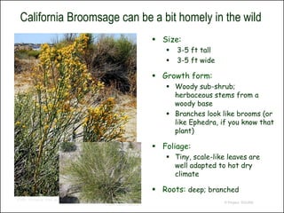 California Broomsage can be a bit homely in the wild
                                                         Size:
                                                              3-5 ft tall
                                                              3-5 ft wide

                                                         Growth form:
                                                            Woody sub-shrub;
                                                             herbaceous stems from a
                                                             woody base
                                                            Branches look like brooms (or
                                                             like Ephedra, if you know that
                                                             plant)

                                                         Foliage:
                                                            Tiny, scale-like leaves are
                                                             well adapted to hot dry
                                                             climate

                                                         Roots: deep; branched
© 2001 Thomas M. Elder, M.D.
                                                                             © Project SOUND
                               © 2009 Stanley Spencer
 