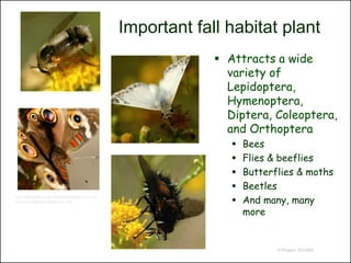 Important fall habitat plant
                                                              Attracts a wide
                                                               variety of
                                                               Lepidoptera,
                                                               Hymenoptera,
                                                               Diptera, Coleoptera,
                                                               and Orthoptera
                                                                   Bees
                                                                   Flies & beeflies
                                                                   Butterflies & moths
                                                                   Beetles
                                                                   And many, many
http://www.fotolog.com/treebeard/archive?v=da
y&month=8&year=2004&day=29


                                                                    more


                                                                           © Project SOUND
 