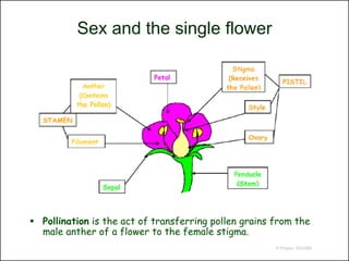 Sex and the single flower




 Pollination is the act of transferring pollen grains from the
  male anther of a flower to the female stigma.
                                                       © Project SOUND
 