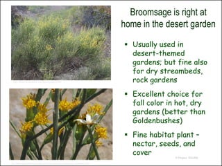 Broomsage is right at
                                                                                  home in the desert garden

                                                                                   Usually used in
                                                                                    desert-themed
                                                                                    gardens; but fine also
                                                                                    for dry streambeds,
 http://www.timetotrack.com/jay/scalebr4.htm                                        rock gardens
                                                                                   Excellent choice for
                                                                                    fall color in hot, dry
                                                                                    gardens (better than
                                                                                    Goldenbushes)
                                                                                   Fine habitat plant –
                                                                                    nectar, seeds, and
                                                                                    cover
                                                                                                 © Project SOUND

http://www.researchlearningcenter.com/bloom/species/Lepidospartum_squamatum.htm
 