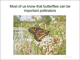 Most of us know that butterflies can be
         important pollinators




                                  © Project SOUND
 