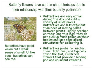 Butterfly flowers have certain characteristics due to
    their relationship with their butterfly pollinators
                          Butterflies are very active
                           during the day and visit a
                           variety of wildflowers.
                           Butterflies are less efficient
                           than bees at moving pollen
                           between plants. Highly perched
                           on their long thin legs, they do
                           not pick up much pollen on their
                           bodies and lack specialized
                           structures for collecting it.
Butterflies have good
vision but a weak         Butterflies probe for nectar,
sense of smell. Unlike     their flight fuel, and typically
                           favor the flat, clustered
bees, butterflies can      flowers that provide a landing
see red.                   pad and abundant rewards.
                                                 © Project SOUND
 