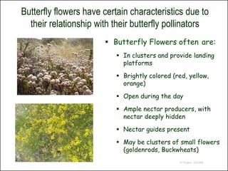 Butterfly flowers have certain characteristics due to
  their relationship with their butterfly pollinators
                        Butterfly Flowers often are:
                           In clusters and provide landing
                            platforms

                           Brightly colored (red, yellow,
                            orange)

                           Open during the day

                           Ample nectar producers, with
                            nectar deeply hidden

                           Nectar guides present

                           May be clusters of small flowers
                            (goldenrods, Buckwheats)
                                                © Project SOUND
 