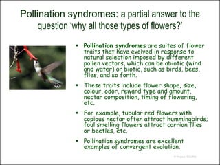 Pollination syndromes: a partial answer to the
     question ‘why all those types of flowers?’
               Pollination syndromes are suites of flower
                traits that have evolved in response to
                natural selection imposed by different
                pollen vectors, which can be abiotic (wind
                and water) or biotic, such as birds, bees,
                flies, and so forth.
               These traits include flower shape, size,
                colour, odor, reward type and amount,
                nectar composition, timing of flowering,
                etc.
               For example, tubular red flowers with
                copious nectar often attract hummingbirds;
                foul smelling flowers attract carrion flies
                or beetles, etc.
               Pollination syndromes are excellent
                examples of convergent evolution.
                                                © Project SOUND
 