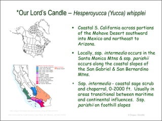 *Our Lord’s Candle – Hesperoyucca (Yucca) whipplei
                                                                        Coastal S. California across portions
                                                                         of the Mohave Desert southward
                                                                         into Mexico and northeast to
                                                                         Arizona.

                                                                        Locally, ssp. intermedia occurs in the
                                                                         Santa Monica Mtns & ssp. parishii
                                                                         occurs along the coastal slopes of
                                                                         the San Gabriel & San Bernardino
                                                                         Mtns.

                                                                        Ssp. intermedia - coastal sage scrub
                                                                         and chaparral, 0-2000 ft. Usually in
                                                                         areas transitional between maritime
                                                                         and continental influences. Ssp.
                                                                         parishii on foothill slopes
 http://ucjeps.berkeley.edu/cgi-bin/draw_jmap.pl?38c0235501

http://www.efloras.org/florataxon.aspx?flora_id=1&taxon_id=242101658                             © Project SOUND
 