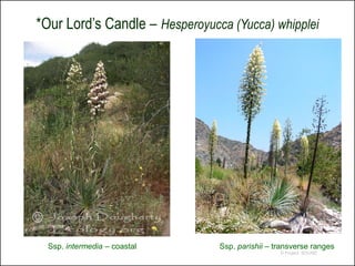 *Our Lord’s Candle – Hesperoyucca (Yucca) whipplei




                              © 2005 BonTerra Consulting




  Ssp. intermedia – coastal             Ssp. parishii – transverse ranges
                                                           © Project SOUND
 