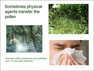 Sometimes physical
agents transfer the
pollen




Only about 20% of plants are wind pollinated
And <1% are water pollinated

                                          http://www.annerondepierre.com/wisdomarchive8.htm
                                                                                              © Project SOUND
 