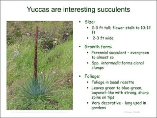 Yuccas are interesting succulents
                                                                          Size:
                                                                             2-3 ft tall; flower stalk to 10-12
                                                                              ft
                                                                             2-3 ft wide

                                                                          Growth form:
                                                                             Perennial succulent – evergreen
                                                                              to almost so
                                                                             Spp. intermedia forms clonal
                                                                              clumps

                                                                          Foliage:
                                                                             Foliage in basal rosette
                                                                             Leaves green to blue-green,
                                                                              bayonet-like with strong, sharp
                                                                              spine on tips
                                                                             Very decorative – long used in
 Glenn and Martha Vargas © California Academy of Sciences
                                                                              gardens
http://www.researchlearningcenter.com/bloom/species/Yucca_whipplei.htm                           © Project SOUND
 