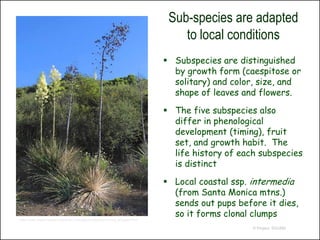 Sub-species are adapted
                                                                             to local conditions
                                                                          Subspecies are distinguished
                                                                           by growth form (caespitose or
                                                                           solitary) and color, size, and
                                                                           shape of leaves and flowers.

                                                                          The five subspecies also
                                                                           differ in phenological
                                                                           development (timing), fruit
                                                                           set, and growth habit. The
                                                                           life history of each subspecies
                                                                           is distinct

                                                                          Local coastal ssp. intermedia
                                                                           (from Santa Monica mtns.)
                                                                           sends out pups before it dies,
                                                                           so it forms clonal clumps
http://www.researchlearningcenter.com/bloom/species/Yucca_whipplei.htm

                                                                                              © Project SOUND
 