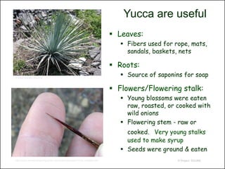 Yucca are useful
                                                                          Leaves:
                                                                             Fibers used for rope, mats,
                                                                              sandals, baskets, nets

                                                                          Roots:
© 2009 Stanley Spencer
                                                                             Source of saponins for soap

                                                                          Flowers/Flowering stalk:
                                                                             Young blossoms were eaten
                                                                              raw, roasted, or cooked with
                                                                              wild onions
                                                                             Flowering stem - raw or
                                                                              cooked. Very young stalks
                                                                              used to make syrup
                                                                             Seeds were ground & eaten
http://www.researchlearningcenter.com/bloom/species/Yucca_whipplei.htm                         © Project SOUND
 