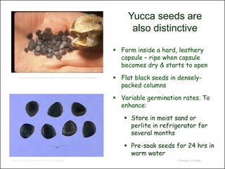 Yucca seeds are
                                                                             also distinctive

                                                                        Form inside a hard, leathery
                                                                         capsule – ripe when capsule
                                                                         becomes dry & starts to open
    J. E.(Jed) and Bonnie McClellan © California Academy of Sciences    Flat black seeds in densely-
                                                                         packed columns

                                                                        Variable germination rates. To
                                                                         enhance:

                                                                           Store in moist sand or
                                                                            perlite in refrigerator for
                                                                            several months

                                                                           Pre-soak seeds for 24 hrs in
                                                                            warm water
Steve Hurst @ USDA-NRCS PLANTS Database                                                     © Project SOUND
 