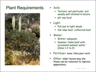 Plant Requirements                         Soils:
                                               Texture: not particular, but
                                                usually well-drained in nature
                                               pH: any local

                                           Light:
                                               Full sun to light shade
                                               Can take heat, reflected heat

                                           Water:
                                               Winter: adequate
                                               Summer: looks best with
                                                occasional summer water
                                                (Zone 1-2 to 2)

                                           Fertilizer: none; likes poor soils

                                           Other: older leaves may die;
                                             these can be removed to improve
                                             appearance.
G.A. Cooper @ USDA-NRCS PLANTS Database
                                                                 © Project SOUND
 