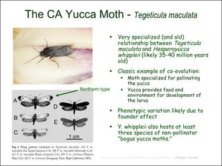 The CA Yucca Moth - Tegeticula maculata
                                 Very specialized (and old)
                                  relationship between Tegeticula
                                  maculata and Hesperoyucca
                                  whippleii (likely 35-40 million years
                                  old)
                                 Classic example of co-evolution:
                                     Moth specialized for pollinating
                                      the yucca
            Northern type            Yucca provides food and
                                      environment for development of
                                      the larva

                                 Phenotypic variation likely due to
                                  founder effect
                                 Y. whippleii also hosts at least
                                  three species of non-pollinator
                                  "bogus yucca moths."


                    http://plantecology.syr.edu/segraves/PDFs/Segraves%26Pellmyr'01.pdfProject SOUND
                                                                                    ©
 