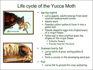 Life cycle of the Yucca Moth
          Spring nights
             Larva pupate, adults emerge from sand-
              covered underground cocoon
             Adults mate
             Females collect pollen & form it into a
              pollen ball.
             Female deposits eggs into stigma/ovary
              of a virgin flower
             Pollen ball is then stuffed down the
              stigma of the virgin flower
                   Pollinate flowers
                   Provide food for the larva

          Summer/early fall
             Larva hatch & grow, eating pollen &
              seeds
             Form a cocoon in the developing seed pod

          Fall
             Larva fall to ground for over-wintering
                                         © Project SOUND
 