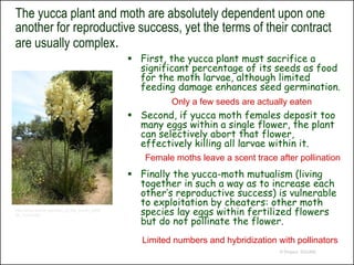 The yucca plant and moth are absolutely dependent upon one
another for reproductive success, yet the terms of their contract
are usually complex.
                                                First, the yucca plant must sacrifice a
                                                 significant percentage of its seeds as food
                                                 for the moth larvae, although limited
                                                 feeding damage enhances seed germination.
                                                         Only a few seeds are actually eaten
                                                Second, if yucca moth females deposit too
                                                 many eggs within a single flower, the plant
                                                 can selectively abort that flower,
                                                 effectively killing all larvae within it.
                                                  Female moths leave a scent trace after pollination
                                                Finally the yucca-moth mutualism (living
                                                 together in such a way as to increase each
                                                 other’s reproductive success) is vulnerable
                                                 to exploitation by cheaters: other moth
http://www.smmtc.org/plant_of_the_month_2006
                                                 species lay eggs within fertilized flowers
                                                 but do not pollinate the flower.
06_Yucca.htm




                                                  Limited numbers and hybridization with pollinators
                                                                                     © Project SOUND
 