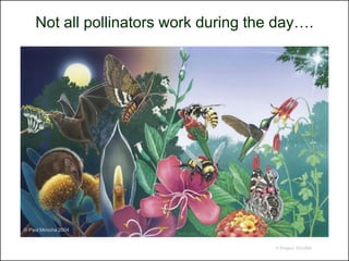 Not all pollinators work during the day….




© Paul Mirocha 2004


                                       © Project SOUND
 