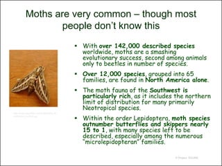Moths are very common – though most
                   people don’t know this
                                               With over 142,000 described species
                                                worldwide, moths are a smashing
                                                evolutionary success, second among animals
                                                only to beetles in number of species.
                                               Over 12,000 species, grouped into 65
                                                families, are found in North America alone.
                                               The moth fauna of the Southwest is
                                                particularly rich, as it includes the northern
                                                limit of distribution for many primarily
                                                Neotropical species.
http://www.laspilitas.com/butterflylist_fil

                                               Within the order Lepidoptera, moth species
es/Sphinx_moth-2.jpg


                                                outnumber butterflies and skippers nearly
                                                15 to 1, with many species left to be
                                                described, especially among the numerous
                                                “microlepidopteran” families.

                                                                                 © Project SOUND
 