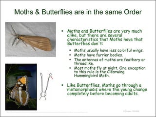 Moths & Butterflies are in the same Order

                                                                 Moths and Butterflies are very much
                                                                  alike, but there are several
                                                                  characteristics that Moths have that
                                                                  Butterflies don't:
                                                                           Moths usually have less colorful wings.
                                                                           Moths have furrier bodies.
                                                                           The antennas of moths are feathery or
                                                                            threadlike.
                                                                           Most moths fly at night. One exception
                                                                            to this rule is the Clearwing
                                                                            Hummingbird Moth.

                                                                 Like Butterflies, Moths go through a
                                                                  metamorphosis where the young change
                                                                  completely before becoming adults.


                                                                                                       © Project SOUND
http://bscit.berkeley.edu/eme/lucidkeys/macromoths/Macromoth%20Key/Moths%20vs.%20butterflies.htm
 