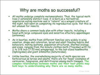 Why are moths so successful?
   All moths undergo complete metamorphosis. Thus, the typical moth
    lives 2 ostensibly distinct lives; it is born as a terrestrial,
    vegetarian eating machine and is “reborn” as a winged creature of
    the night, hell-bent on completing its reproductive cycle. Yet this is
    not unusual for insects.
   Moths share a common body plan with other insects, including a
    head with large compound eyes and sensitive olfactory appendages
    (antennae).
   As in beetles, moths from different families vary widely in wing
    venation, shape and coloration, larval and adult feeding habits and
    behaviors, mating systems, population structures, thermal biology,
    and sizes, ranging from the minute clothes moth (Tineidae) with its
    ¼ to 3/8 inch (7-10 mm) wingspread, to the bat-sized hawkmoths
    (Sphingidae) and giant silkmoths (Saturniidae).
   Unlike beetles, the overwhelming majority of moth species are
    herbivorous as larvae and adults; there are far fewer examples of
    carnivores, fungivores, and detritivores among moth lineages. The
    complex relationships between moths and their host plants may
    hold keys to understanding why there are so many moths.
                                                               © Project SOUND
 