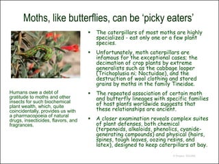 Moths, like butterflies, can be ‘picky eaters’
                                       The caterpillars of most moths are highly
                                        specialized - eat only one or a few plant
                                        species.
                                       Unfortunately, moth caterpillars are
                                        infamous for the exceptional cases; the
                                        decimation of crop plants by extreme
                                        generalists such as the cabbage looper
                                        (Trichoplusia ni; Noctuidae), and the
                                        destruction of wool clothing and stored
                                        grains by moths in the family Tineidae.
Humans owe a debt of                   The repeated association of certain moth
gratitude to moths and other            and butterfly lineages with specific families
insects for such biochemical
plant wealth, which, quite              of host plants worldwide suggests that
coincidentally, provides us with        these relationships are ancient.
a pharmacopoeia of natural
drugs, insecticides, flavors, and      A closer examination reveals complex suites
fragrances.                             of plant defenses, both chemical
                                        (terpenoids, alkaloids, phenolics, cyanide-
                                        generating compounds) and physical (hairs,
                                        spines, tough leaves, oozing resins, and
                                        latex), designed to keep caterpillars at bay.
                                                                      © Project SOUND
 
