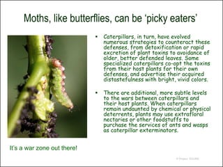 Moths, like butterflies, can be ‘picky eaters’
                                Caterpillars, in turn, have evolved
                                 numerous strategies to counteract these
                                 defenses, from detoxification or rapid
                                 excretion of plant toxins to avoidance of
                                 older, better defended leaves. Some
                                 specialized caterpillars co-opt the toxins
                                 from their host plants for their own
                                 defenses, and advertise their acquired
                                 distastefulness with bright, vivid colors.

                                There are additional, more subtle levels
                                 to the wars between caterpillars and
                                 their host plants. When caterpillars
                                 remain undaunted by chemical or physical
                                 deterrents, plants may use extrafloral
                                 nectaries or other foodstuffs to
                                 purchase the services of ants and wasps
                                 as caterpillar exterminators.


It’s a war zone out there!
                                                             © Project SOUND
 