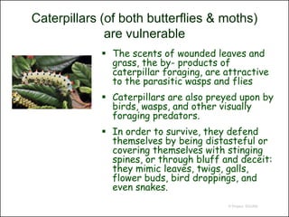 Caterpillars (of both butterflies & moths)
              are vulnerable
              The scents of wounded leaves and
               grass, the by- products of
               caterpillar foraging, are attractive
               to the parasitic wasps and flies
              Caterpillars are also preyed upon by
               birds, wasps, and other visually
               foraging predators.
              In order to survive, they defend
               themselves by being distasteful or
               covering themselves with stinging
               spines, or through bluff and deceit:
               they mimic leaves, twigs, galls,
               flower buds, bird droppings, and
               even snakes.
                                         © Project SOUND
 