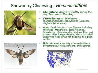 Snowberry Clearwing - Hemaris diffinis
                                                               Life history: Adults fly swiftly during the
                                                                day. Two broods, Mar-Aug.
                                                               Caterpillar hosts: Snowberry
                                                                (Symphoricarpos), honeysuckle (Lonicera),
                                                                dogbane (Apocynum)
                                                               Adult food: Nectar from flowers including
                                                                milkweed, Monardella, some thistles,
                                                                Snowberry, Honeysuckles, lantana, lilac, and
                                                                others. Uses long proboscis, which is curled
http://www.cirrusimage.com/Moths/Hemaris_diffinis_1.jpg
                                                                under the head when not feeding, to siphon
                                                                nectar.
                                                               Habitat: A wide variety of open habitats,
                                                                streamsides, fields, gardens, and suburbs.




 http://www.butterfliesunlimited.net/Species/diffinis.htm
                                                                                              © Project SOUND
 