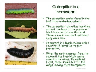 Caterpillar is a
                                                     ‘hornworm’
                                              The caterpillar can be found in the
                                               leaf litter under host plants.
                                              The caterpillar has yellow markings
                                               on both the base of the posterior
                                               black horn and across the head.
                                               There are also nine dark spiracles
                                               along each side.
                                              It pupates in a black cocoon with a
                                               covering of leaves as its only
                                               protection.
                                              When the moth emerges from the
                                               cocoon it has blue-black scales
                                               covering the wings. Throughout
                                               flight, these scales fall off the
                                               wings, leaving them transparent.
http://bugguide.net/node/view/2639/bgimage                             © Project SOUND
 