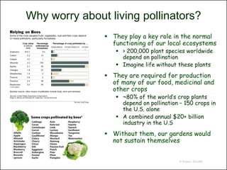 Why worry about living pollinators?
                They play a key role in the normal
                 functioning of our local ecosystems
                   > 200,000 plant species worldwide
                    depend on pollination
                   Imagine life without these plants
                They are required for production
                 of many of our food, medicinal and
                 other crops
                   ~80% of the world’s crop plants
                    depend on pollination – 150 crops in
                    the U.S. alone
                   A combined annual $20+ billion
                    industry in the U.S
                Without them, our gardens would
                 not sustain themselves


                                          © Project SOUND
 