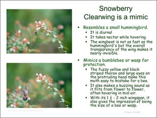 Snowberry
                                                   Clearwing is a mimic
                                                  Resembles a small hummingbird.
                                                     It is diurnal
                                                     It takes nectar while hovering.
                                                     The wingbeat is not as fast as the
                                                      hummingbird's but the overall
                                                      transparency of the wing makes it
                                                      nearly invisible.
                                                  Mimics a bumblebee or wasp for
                                                   protection.
                                                     The fuzzy yellow and black
                                                      striped thorax and large eyes on
                                                      the protruding head make this
                                                      moth easy to mistake for a bee.
                                                     It also makes a buzzing sound as
                                                      it flits from flower to flower,
                                                      often hovering in mid-air.
                                                     With its 1 ¼ - 2 inch wingspan, it
                                                      also gives the impression of being
                                                      the size of a bee or wasp.
http://home.centurytel.net/Arkcite/clrwing.htm
                                                                         © Project SOUND
 